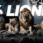 Follow These 4 Lions & You Will Live a Wealthy Life